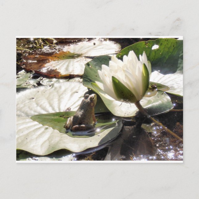 Carte Postale Grenouille enchantée (Devant)