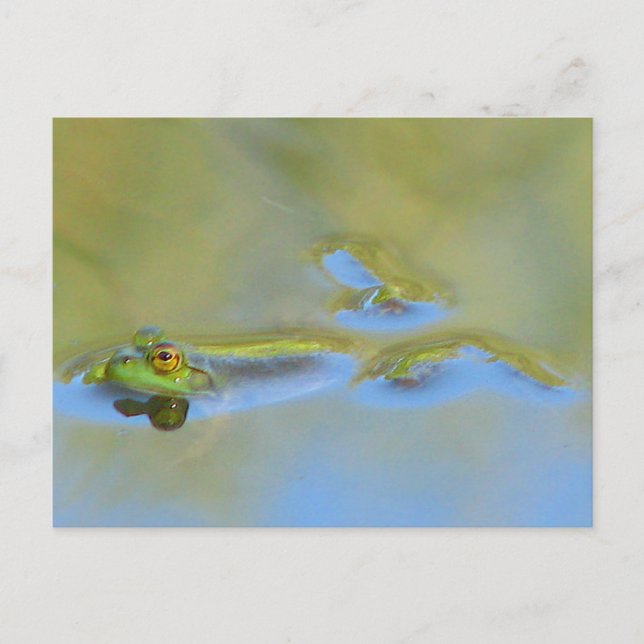 Carte Postale Grenouille flottante (Devant)