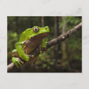 Carte Postale Grenouille géante Phyllomedusa bicolor)