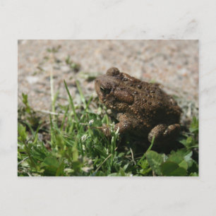 Carte Postale Grenouille grasse
