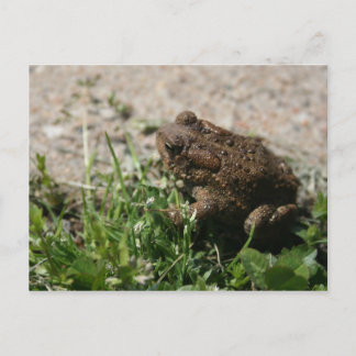 Carte Postale Grenouille grasse