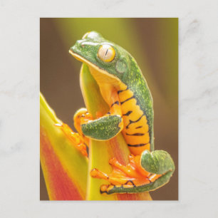 Carte Postale Grenouille   Grenouille de singe de Tiger Leg
