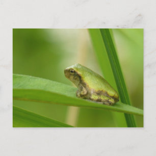 Carte postale Grenouille Gris Arbre.