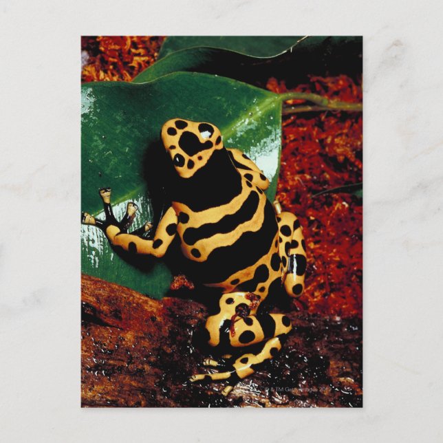 Carte Postale Grenouille jaune et noire (Devant)