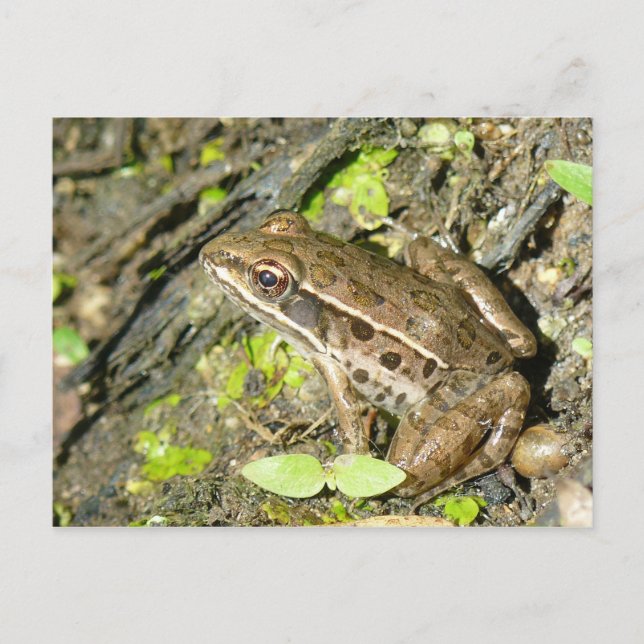 Carte postale Grenouille léopard (Devant)