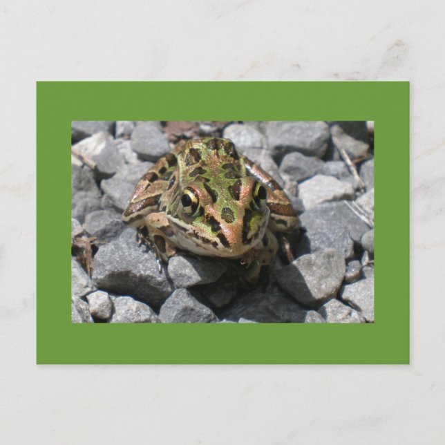 Carte Postale Grenouille léopard (Devant)