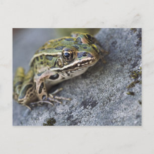 Carte Postale Grenouille léopard du nord, Île transparente,