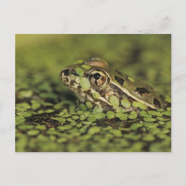 Carte Postale Grenouille Léopard Rio Grande, Rana berlandieri, (Devant)