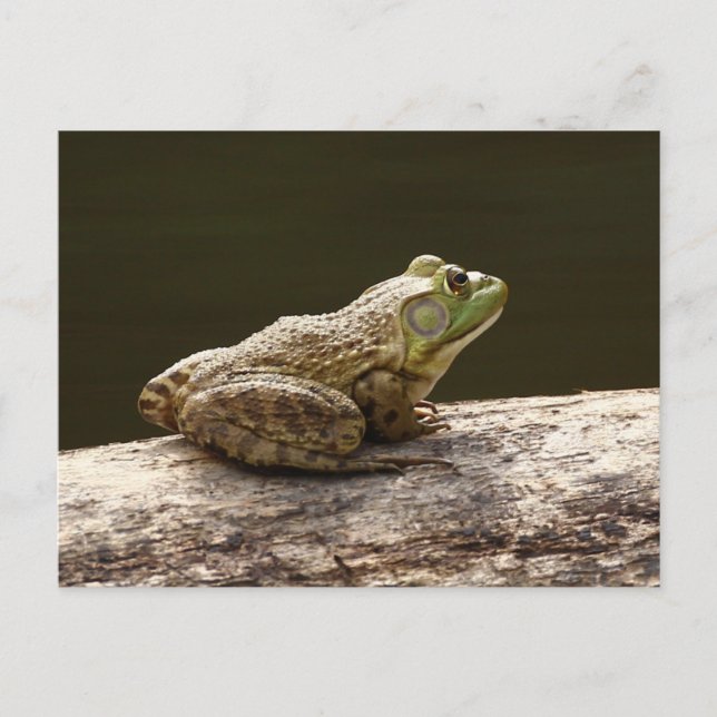 Carte Postale Grenouille mugissante américaine (Devant)
