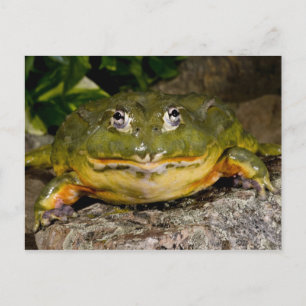 Carte Postale Grenouille mugissante creusante africaine,