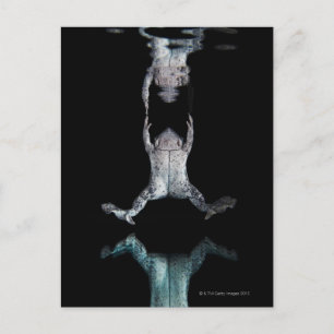 Carte Postale Grenouille nageuse