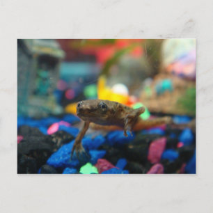 Carte Postale Grenouille naine africaine