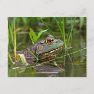 Carte Postale Grenouille-taureau américaine