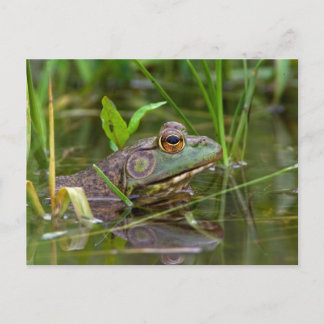 Carte Postale Grenouille-taureau américaine