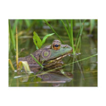 Grenouille-taureau américaine
