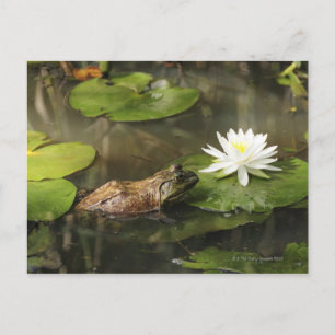 Carte Postale Grenouille taureau en Lily Pond