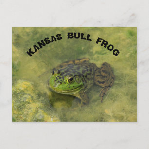 carte postale grenouille taureau Kansas gros plan