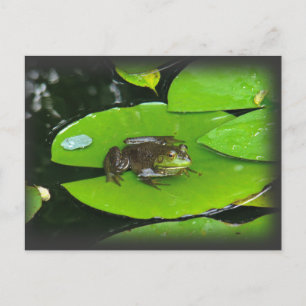 Carte Postale Grenouille taureau sur Lilypads