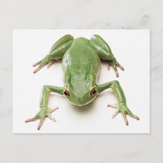 Carte Postale Grenouille verte
