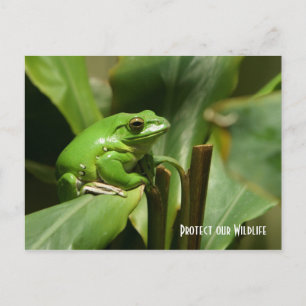 Carte postale Grenouille verte