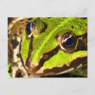 Carte Postale Grenouille verte