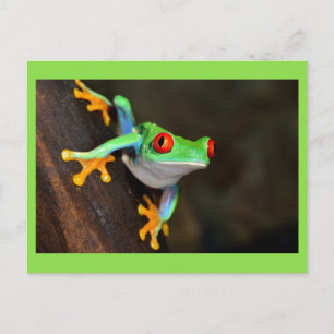 Carte Postale Grenouille verte