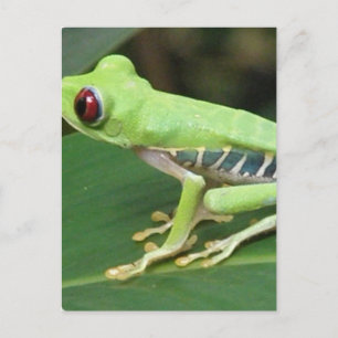 Carte postale Grenouille verte aux yeux rouges