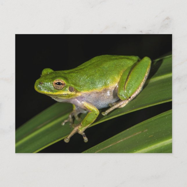 Carte Postale Grenouille verte (Hyla cinerea) 2 (Devant)