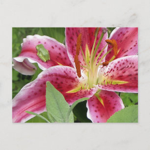 Carte Postale Grenouille verte minuscule sur Stargazer Lily