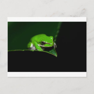Carte postale - Grenouille verte sur le bord de la