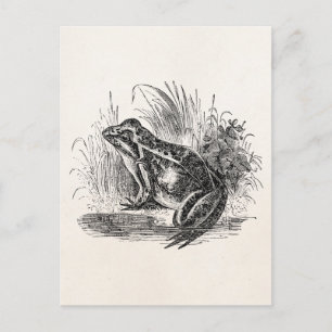 Carte Postale Grenouille vintage - Grenouilles de reptiles Modèl