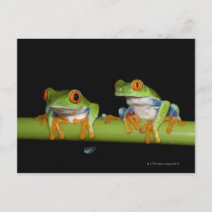 Carte Postale Grenouilles aux yeux rouges (Agalychnis callidryas