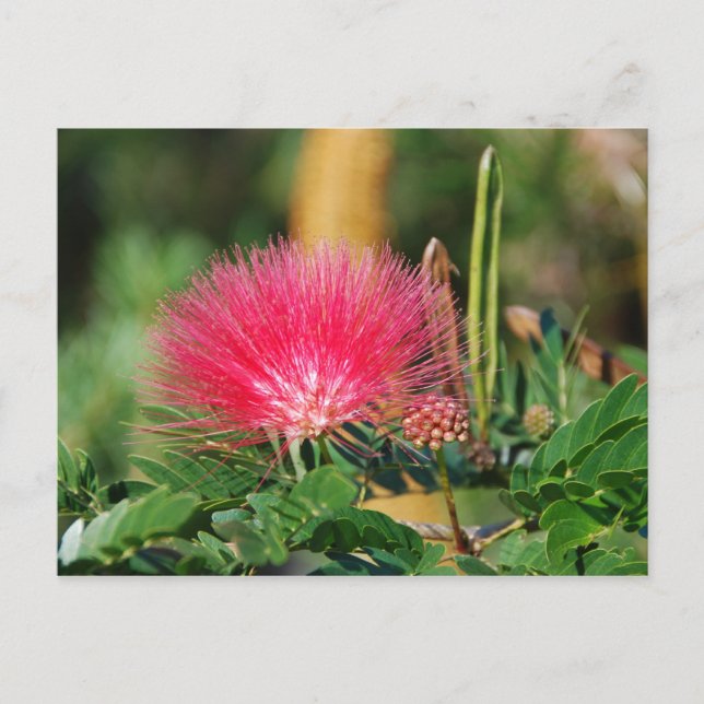 Carte Postale Grevillia (Devant)