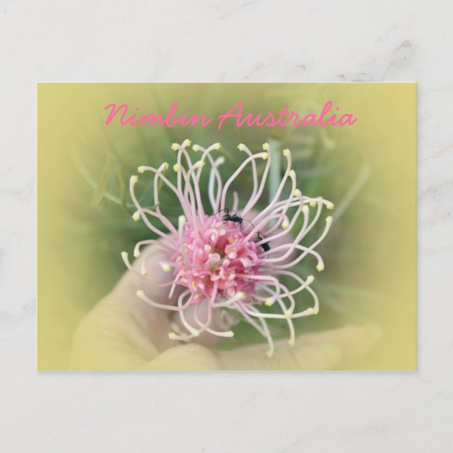 Carte Postale Grevillia Pink (Devant)