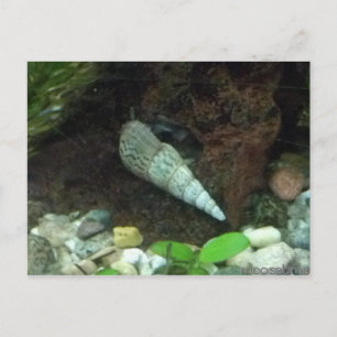 Carte postale Grey and White Snail