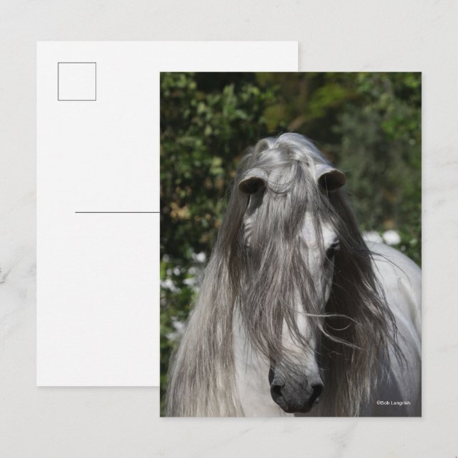 Carte Postale Grey Andalucian Stallion Headshot Long Mane (Devant / Derrière)