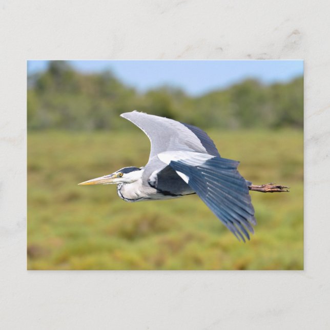 Carte Postale Grey bird (Devant)