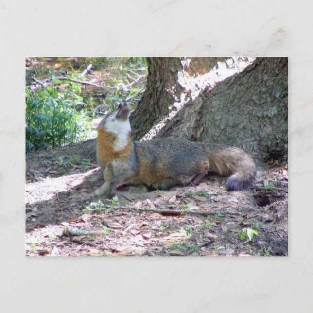 Carte postale Grey Fox (Devant)