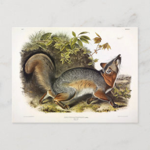Carte Postale Grey Fox / Grey Fox Audubon's American Quadrupeds