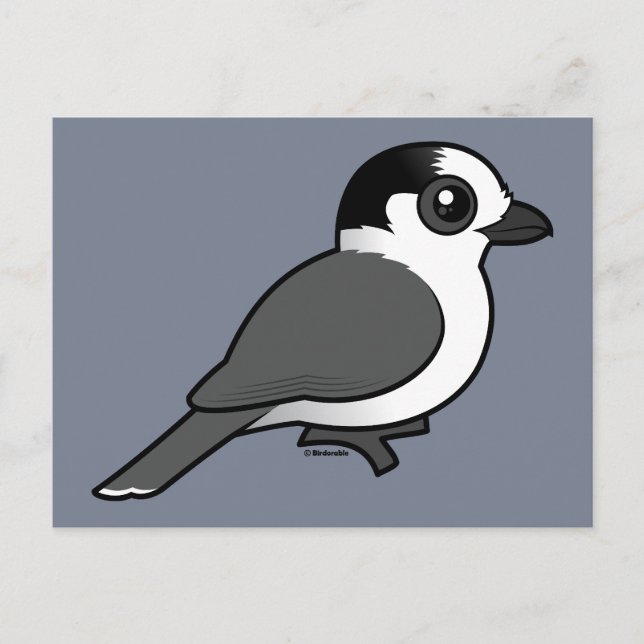 Carte Postale Grey Jay (Devant)