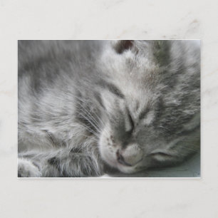 Carte postale Grey Kitty Sleeping