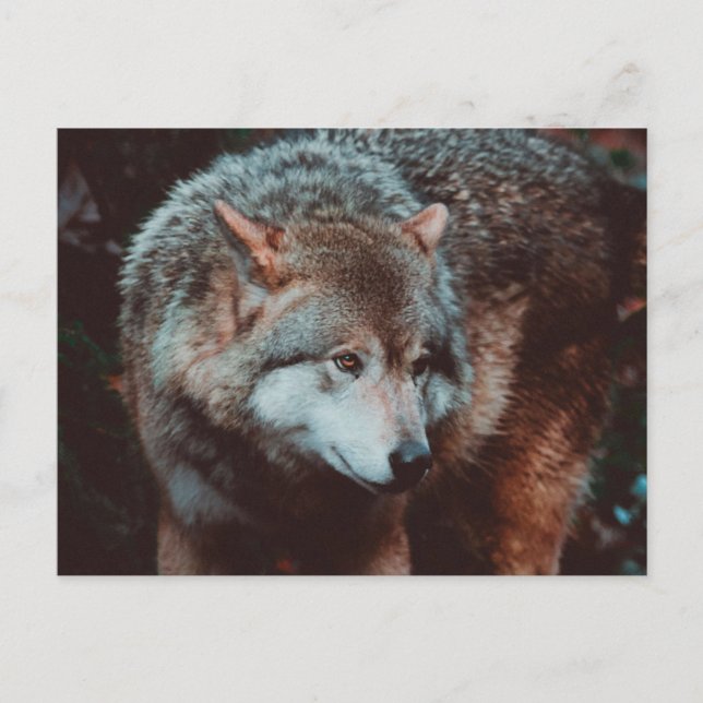 Carte Postale Grey Wolf looking in the forest (Devant)