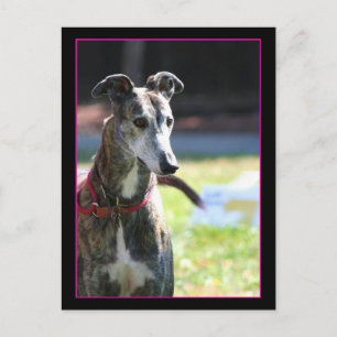 Carte postale Greyhound