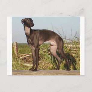 Carte Postale greyhound italien complet.png