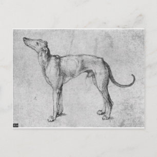 Carte Postale Greyhound par Albrecht Durer