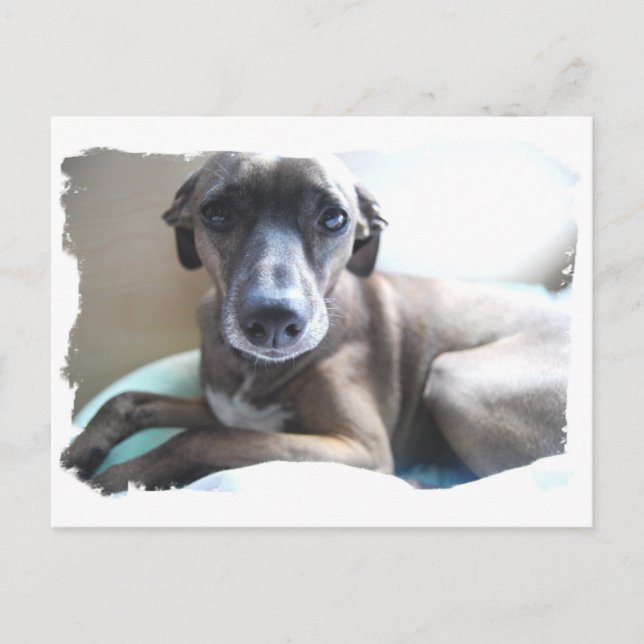 Carte postale Greyhound Puppy (Devant)