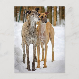 Carte Postale Greyhound Puppy