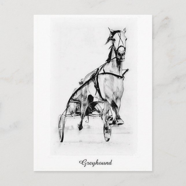 Carte Postale Greyhound Trotter (Devant)