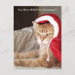 Carte postale grincheuse drôle de Noël de chat de