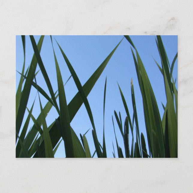 Carte postale Gris (Devant)
